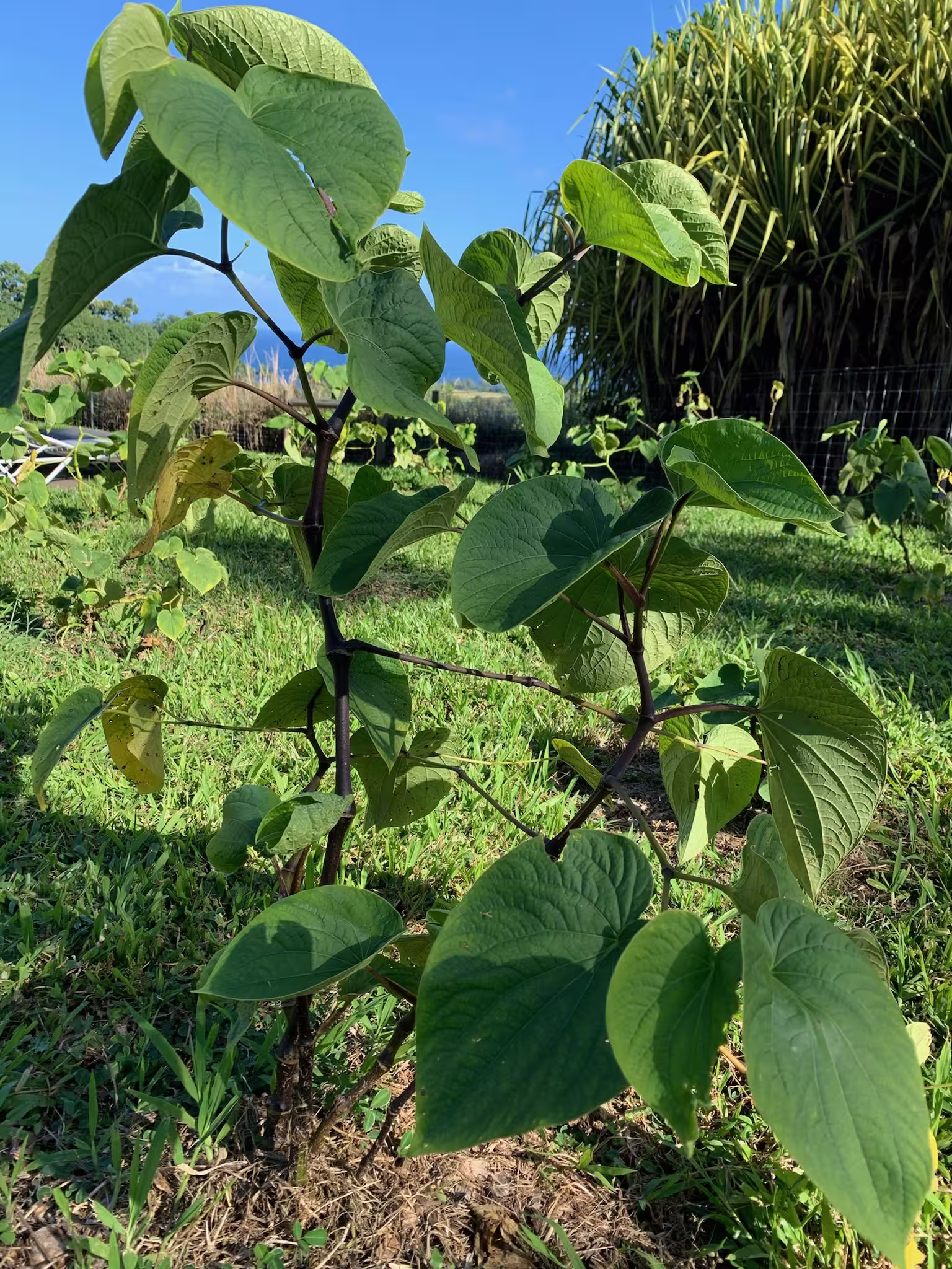 kava plant in natural environment